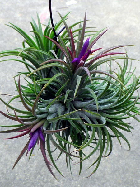 Eight Air Plants For Your Home