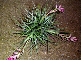 Tillandsia stricta