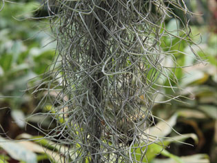 Tillandsia usneoides