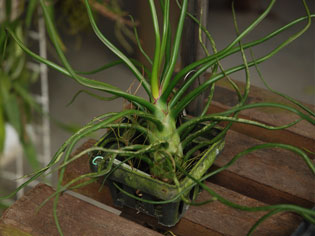 Tillandsia bulbosa