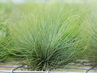 Tillandsia andreana