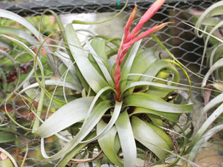 Tillandsia xerographica