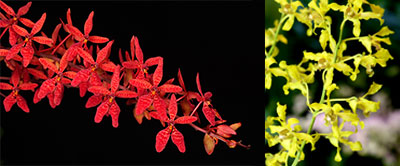 Renanthera Asean