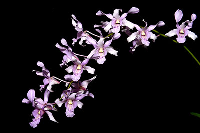 Dendrobium Sheikha Fatima bint Mubarak