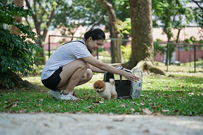 Pet 3