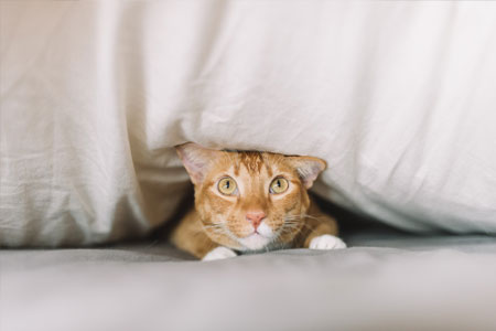 Pet photo 1