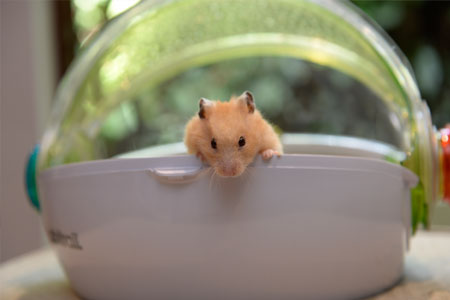 Pet photo 2