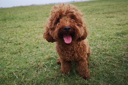 Pet photo 5