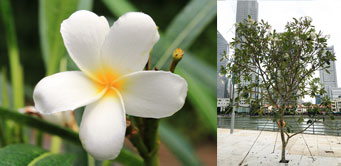 Frangipani