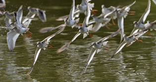 wader