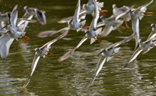 wader