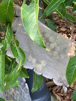Fruit mesh