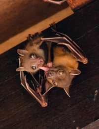Lesser Dog Faced Bat