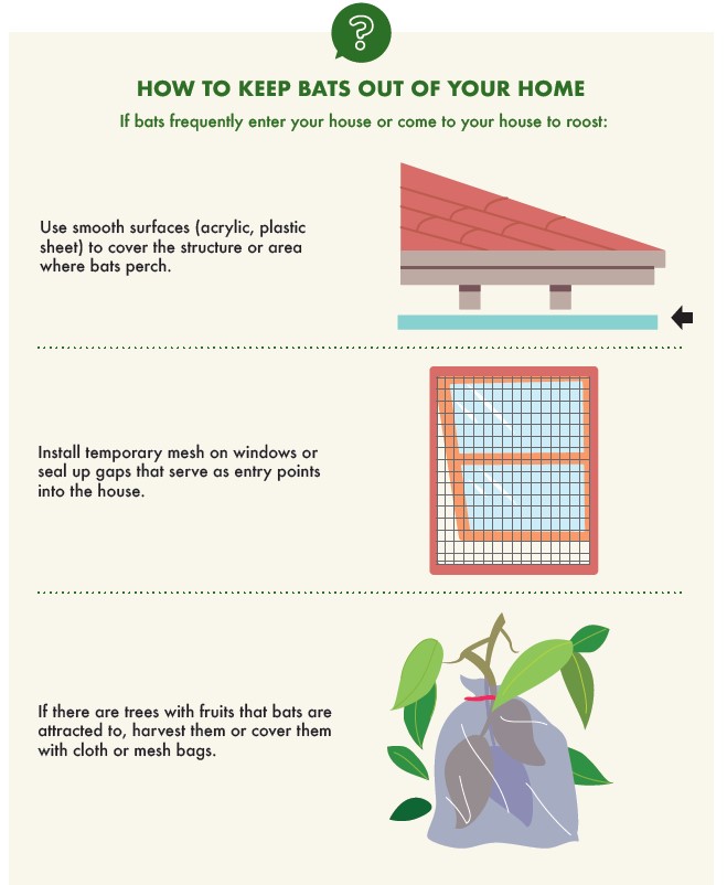 Bat exclusion infographic