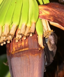 Cave nectar bat pollinating banana Benjamin Lee