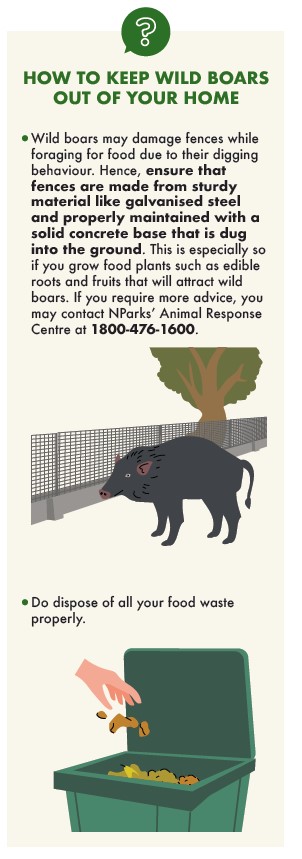 Boar exclusion infographic