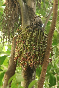 Caryota mitis Ang Wee Foong