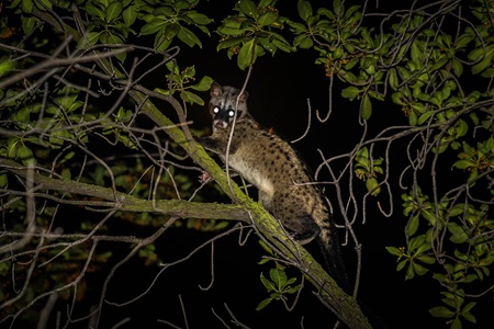 Civets - Animal Encounters - Do's and Don'ts - Gardens, Parks & Nature ...