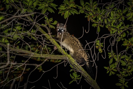 Civet1 Bryan Lim