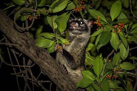 Civets - Animal Encounters - Do's and Don'ts - Gardens, Parks & Nature ...