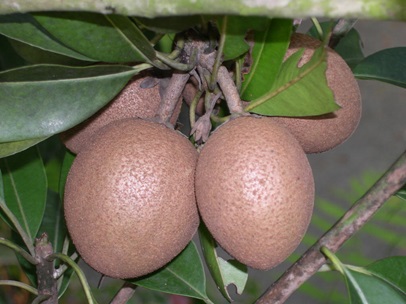 Manilkara zapota