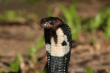 Snakes - Animal Encounters - Do's and Don'ts - Gardens, Parks & Nature -  National Parks Board (NParks)