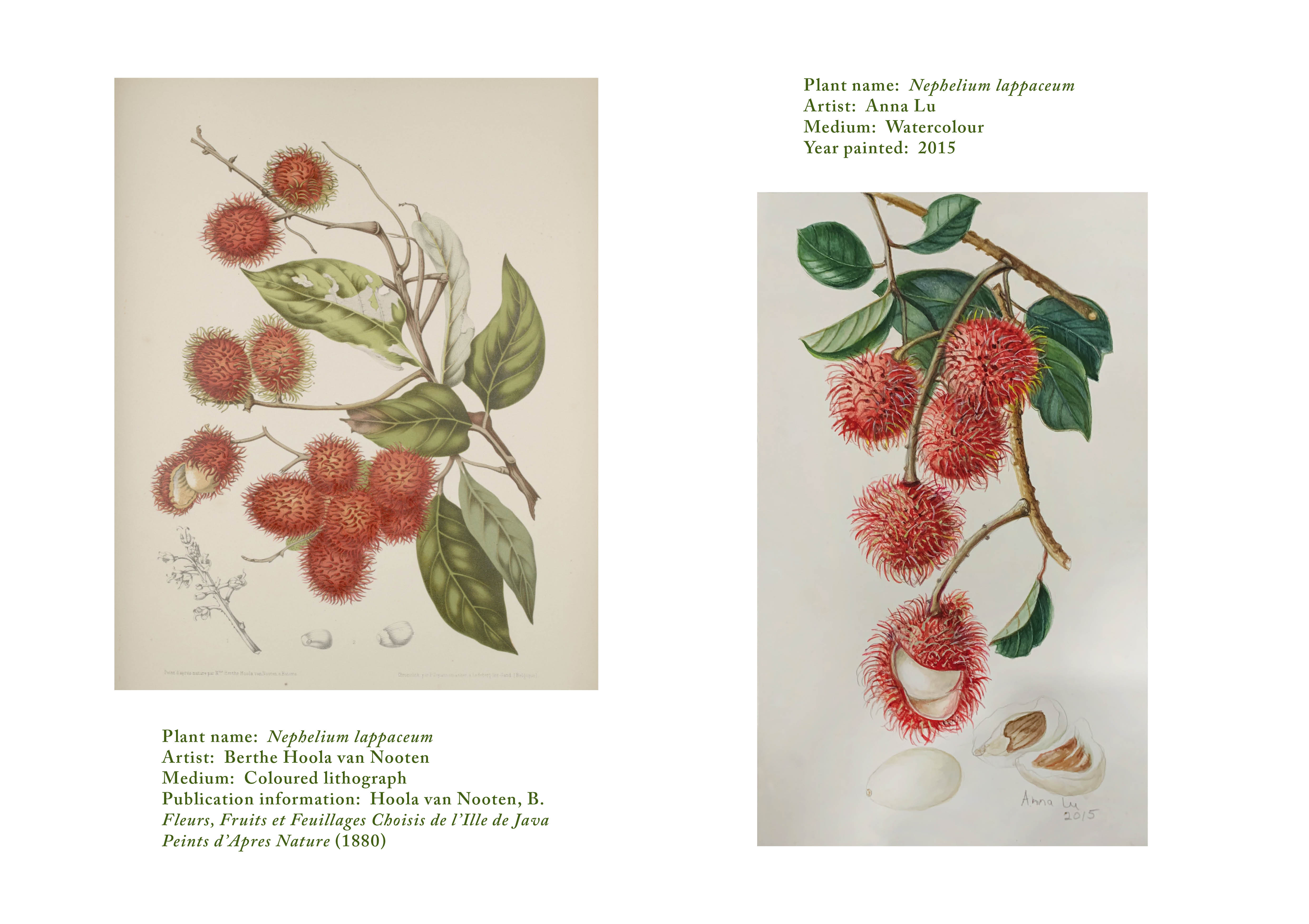 Sample image of a botanical art piece on exhibit at the library
