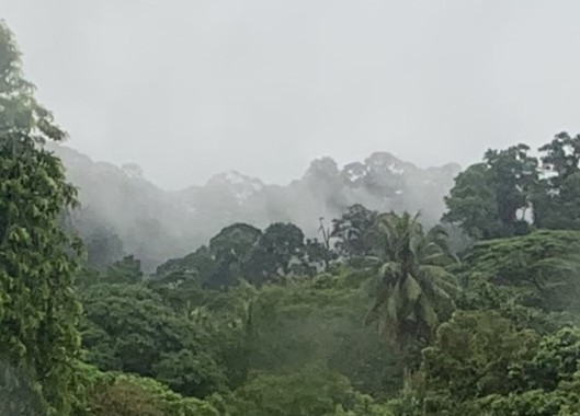 Dipterocarps Pillars of the rainforest