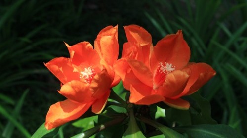 New Entries to the Flora of Singapore