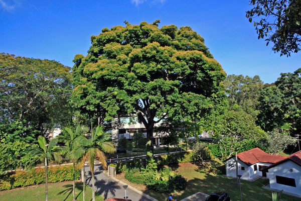 Why Old Trees Matter in Cities