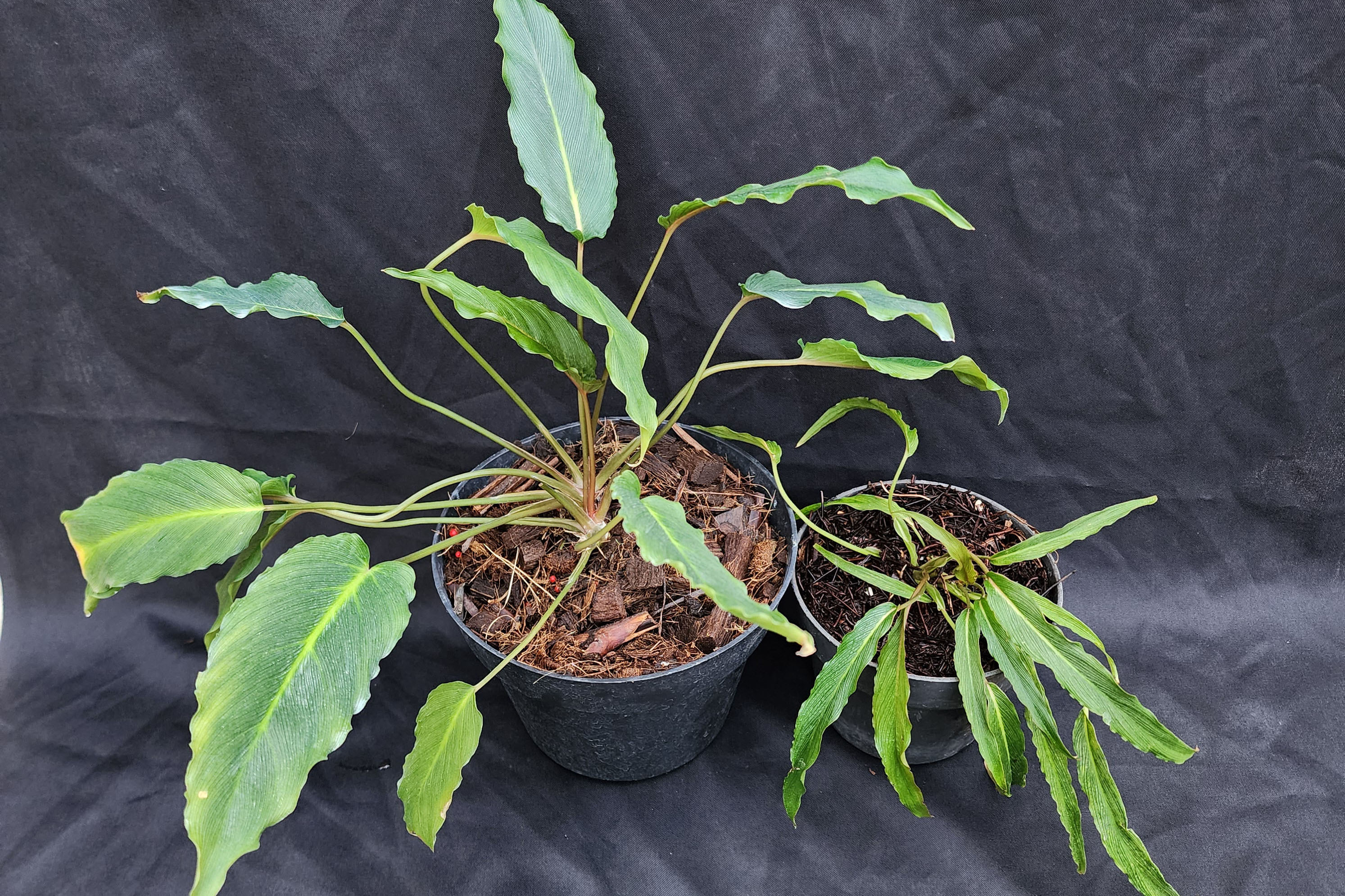 A new species of Homalomena from Indonesian New Guinea