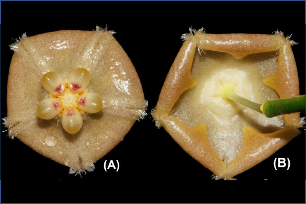 A new night-blooming species of Hoya (Apocynaceae: Asclepiadoideae) from Borneo