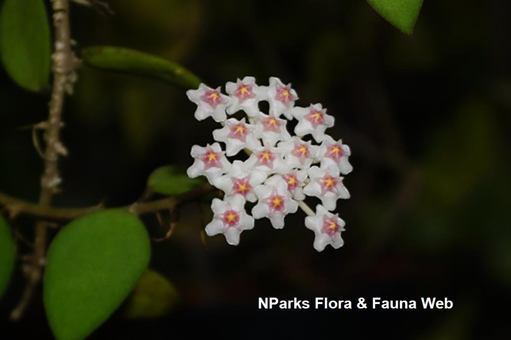 Hoya nummularioides_Low Wei Teng