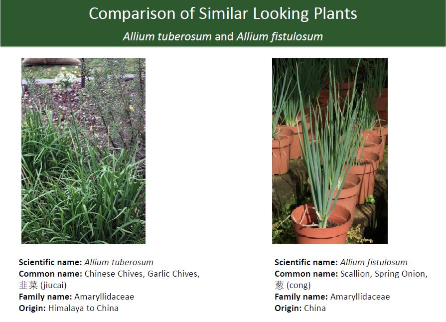 Allium_tuberosum_vs_Allium_fistulosum_1