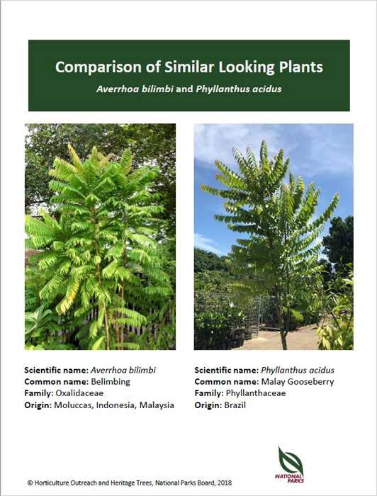 Averrhoa bilimbi and Phyllanthus acidus Pic