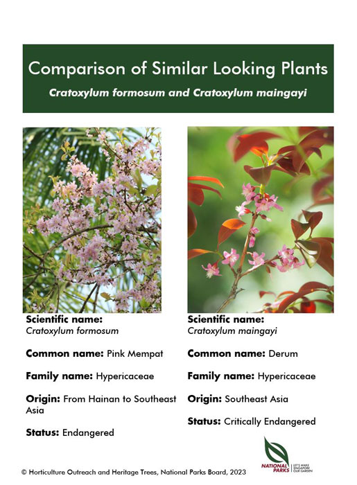 Cratoxylum formosum and Cratoxylum maingayi