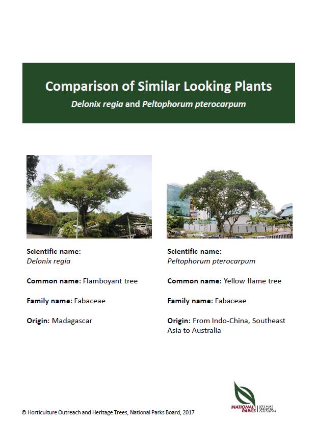 Delonix regia and Peltophorum pterocarpum Pic - Feb 2017