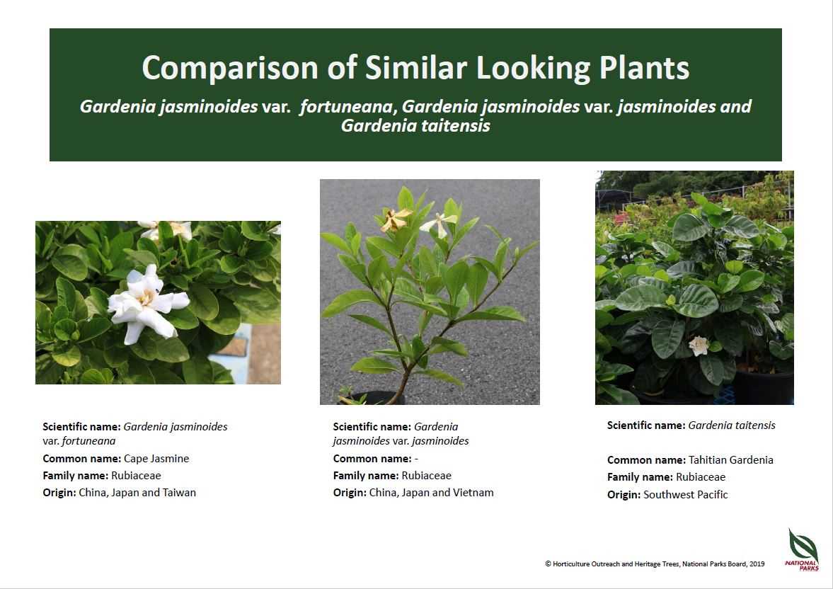 Gardenia jasminoides varieties and Gardenia taitensis PIC - July 2020