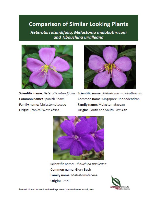 Heterotis rotundifolia Melastoma malabathricum and Tibouchina urvilleana Pic - Apr 2017
