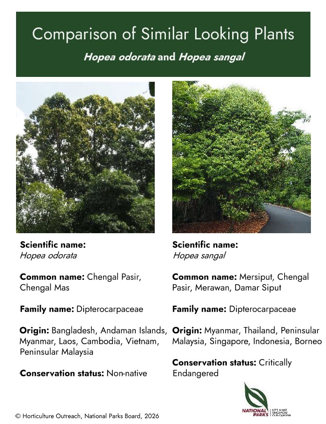 Hopea odorata and Hopea sangal