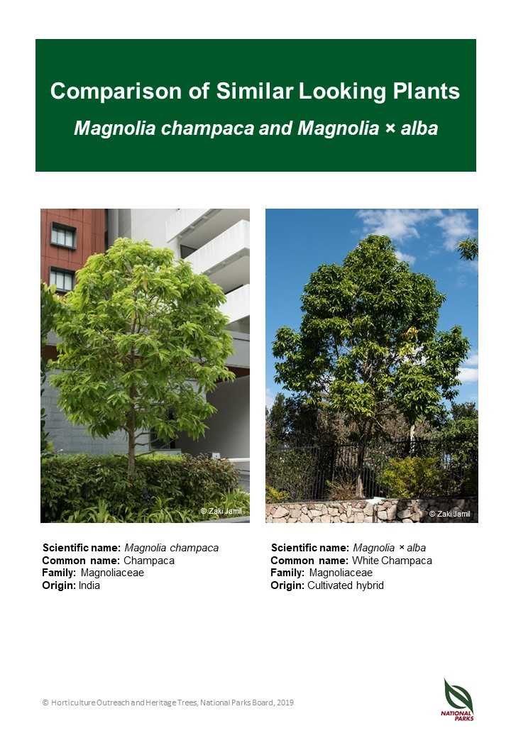 Magnolia champaca ID comparison resource