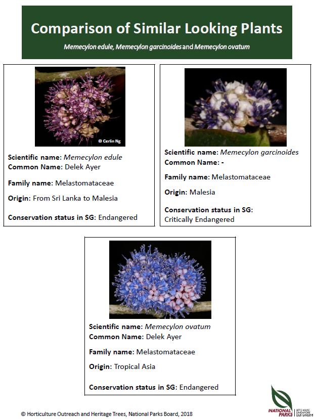 Memecylon edule, Memecylon garcinoides and Memecylon ovatum Pic - July 2018