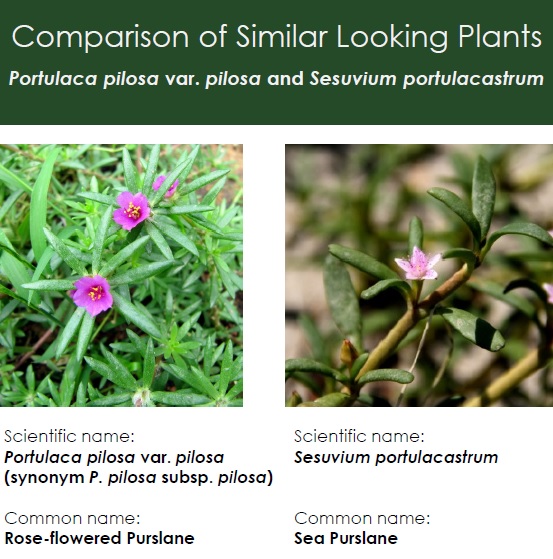 Portulaca pilosa var pilosa and Sesuvium portulacastrum pic - Apr 2025