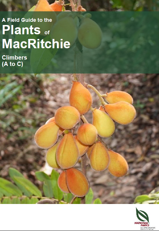 A Field Guide to Climbers in MacRitchie Reservoir Park
