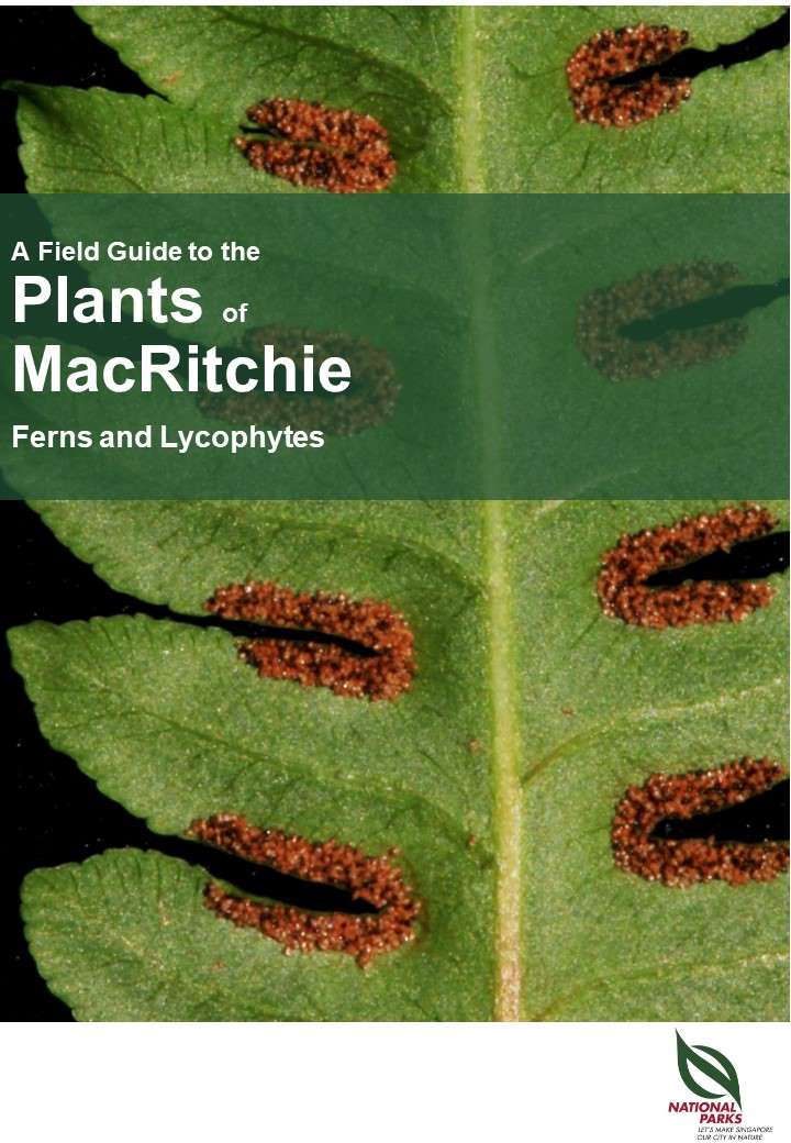 A Field Guide to Ferns of MacRitchie Reservoir Park