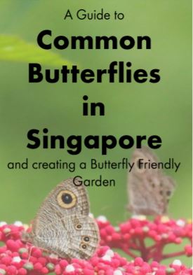 A Guide to Common Butterflies in Singapore, and creating a Butterfly Friendly Garden