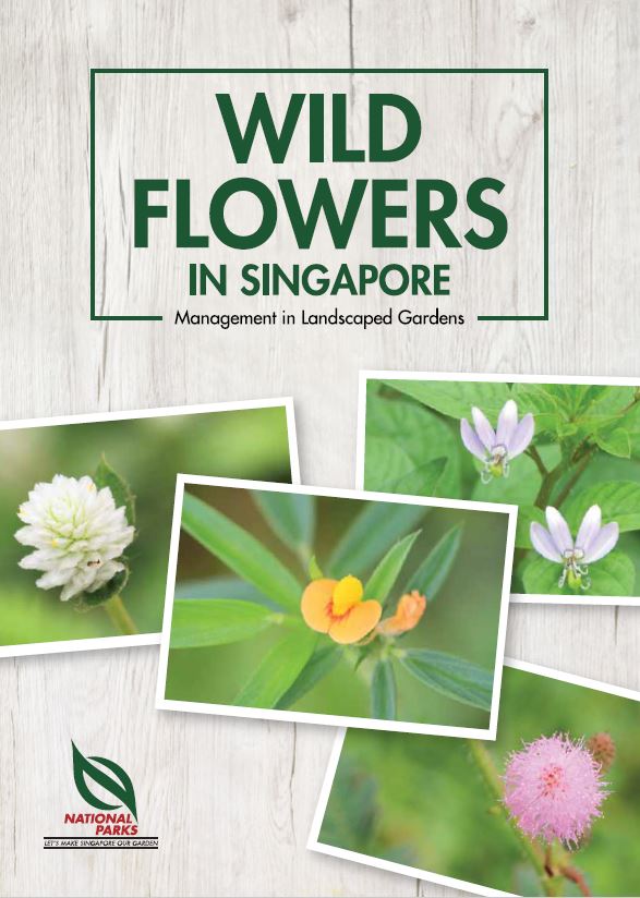 Wildflowers in Singapore Management in Landscaped Gardens Pic