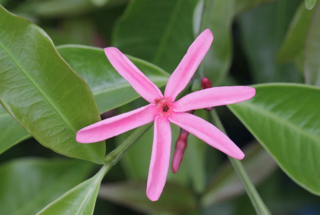 The Mystery of an Unknown Kopsia
