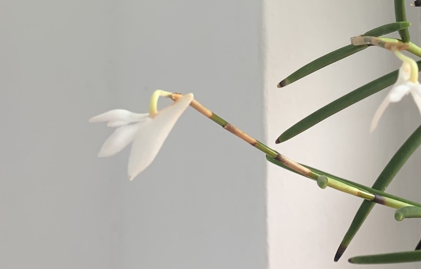 Two extant orchid species in Singapore
