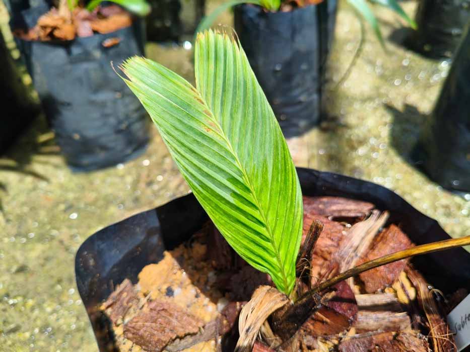 Palm with underground flowers and fruits